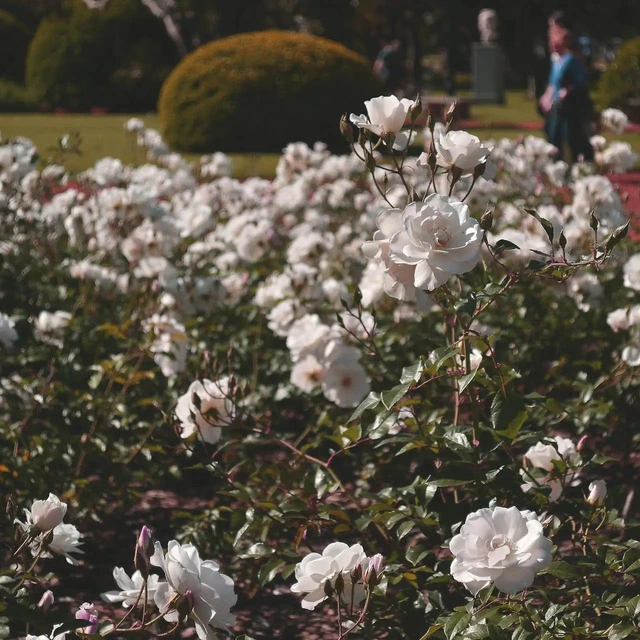 white flowers garden