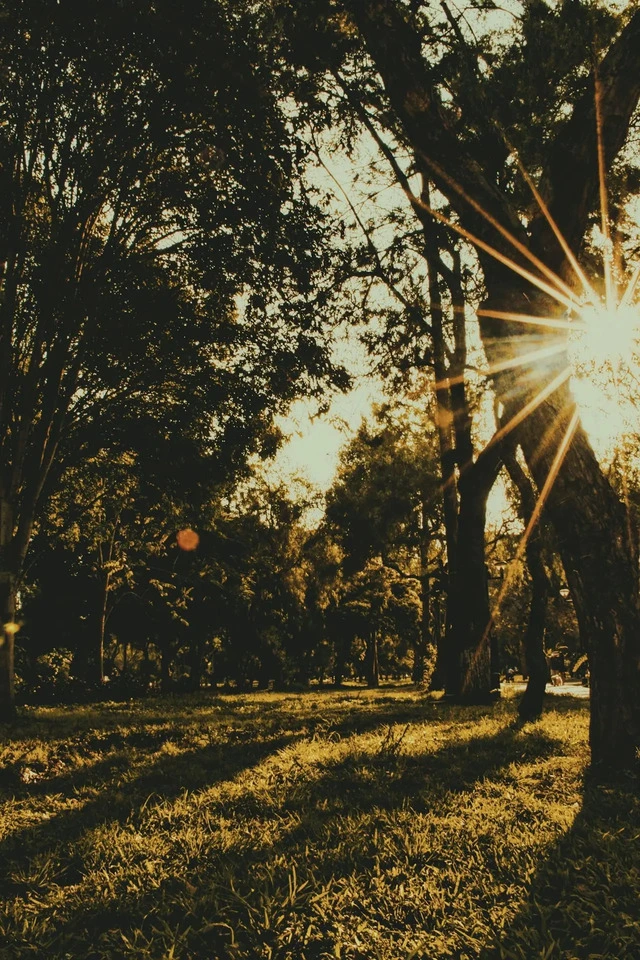 Warm sun rising forestry work in a park