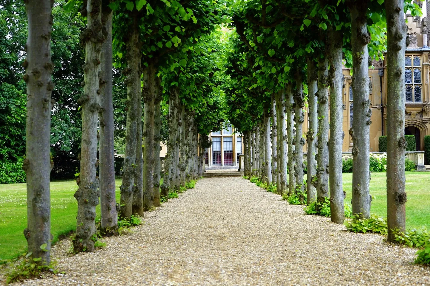 A neat tree-lined path