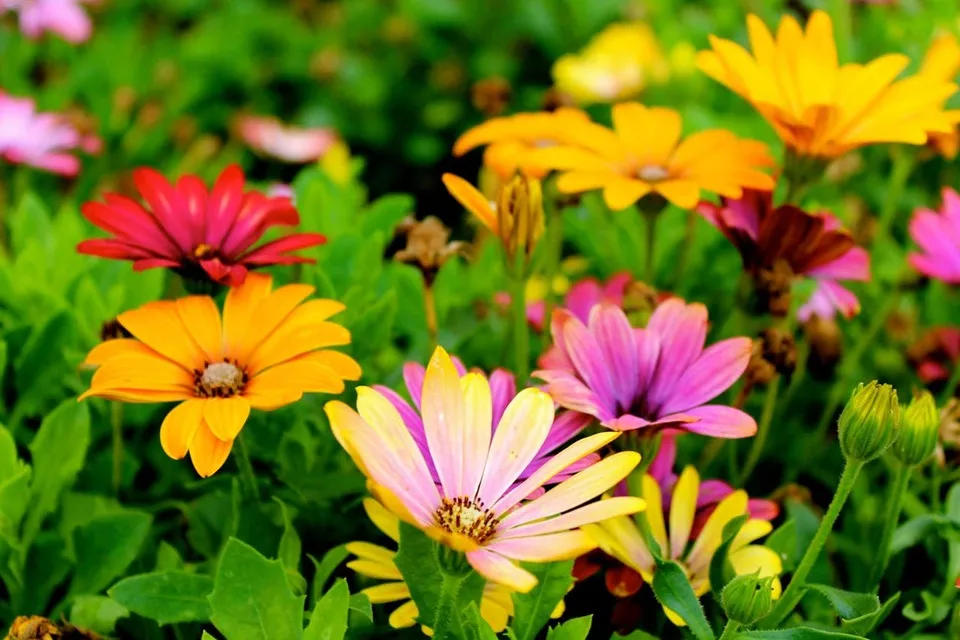 Colorful and inspiring flowers garden